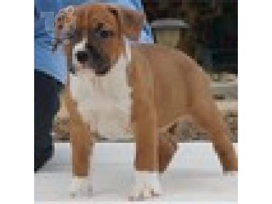 PoulaTo: αμερικανικό τεριέ Staffordshire κουτάβι